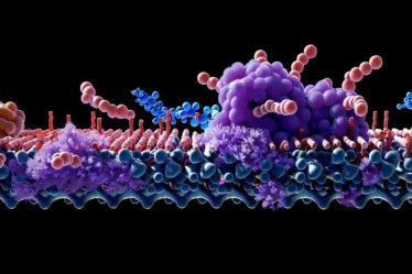 Translacija v biologiji prikazana prek vezave tRNK na kodone mRNK med sintezo polipeptida